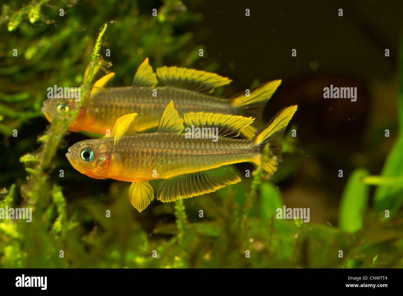 Fork-coda (rainbowfish Pseudomugil furcatus, Popondichthys furcatus), combattendo i maschi Foto Stock