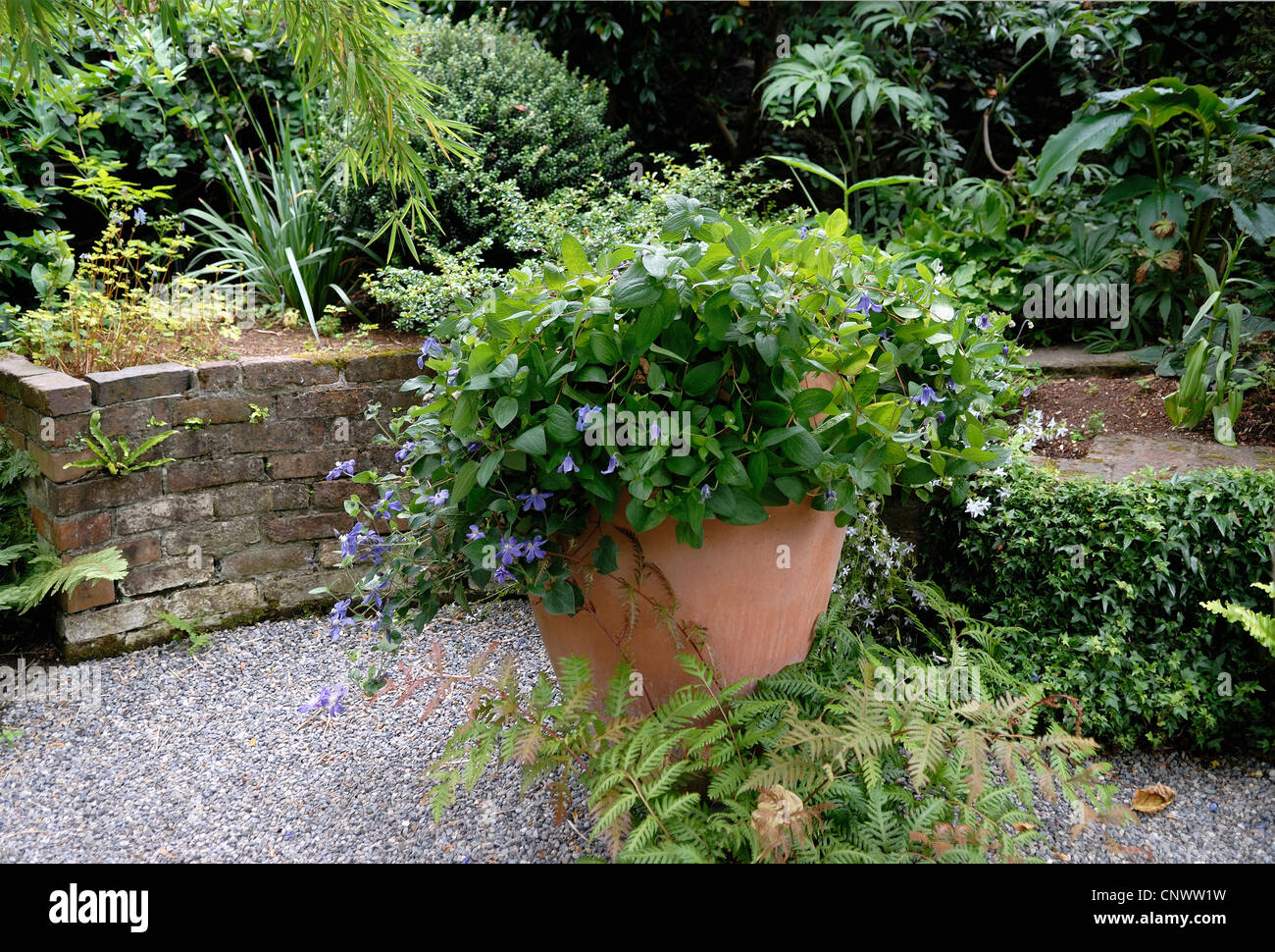 Clematis integrifolia (Clematis integrifolia), in un giardino in un vontainer Foto Stock