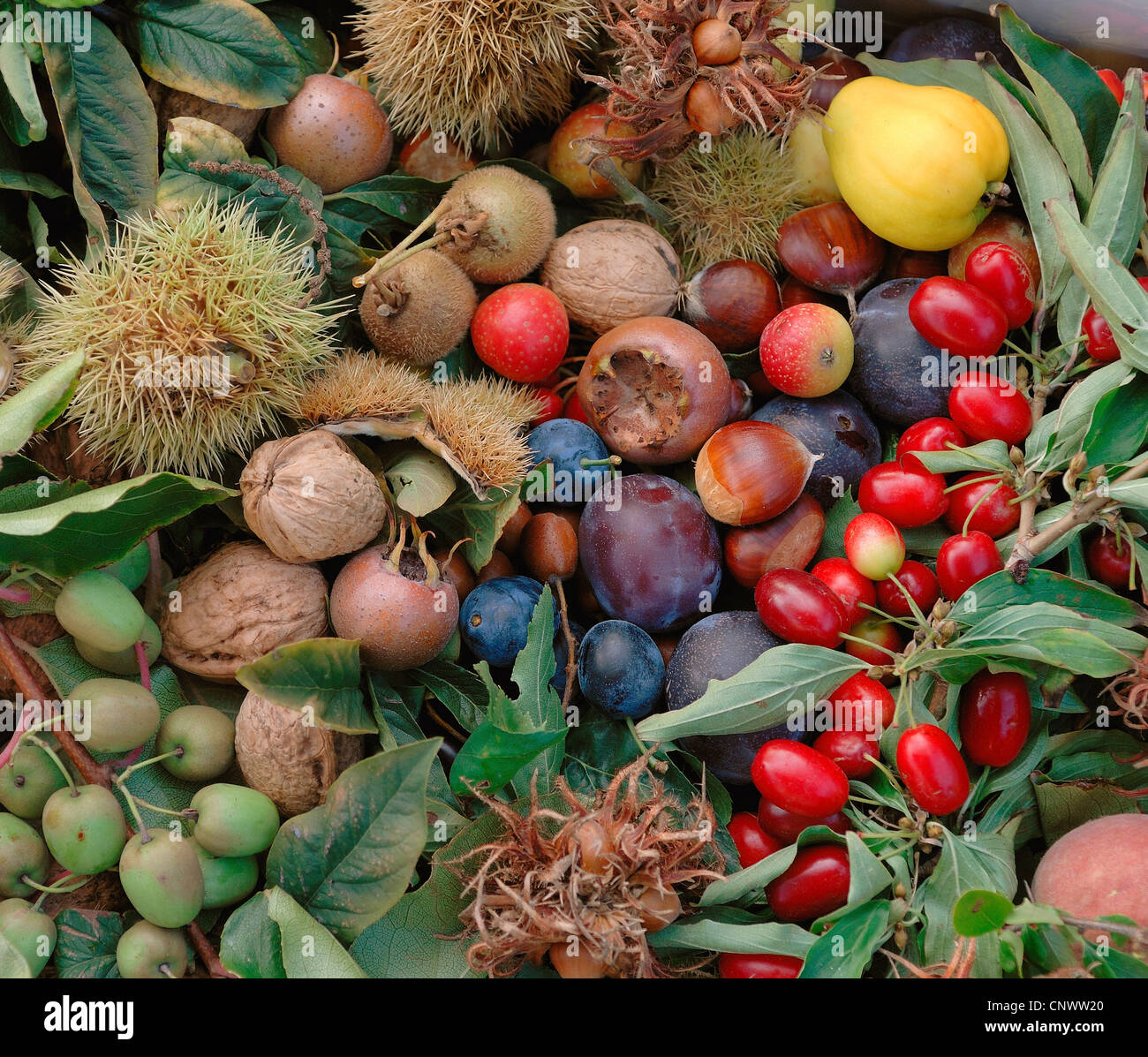 I frutti e i dadi dal giardino Foto Stock