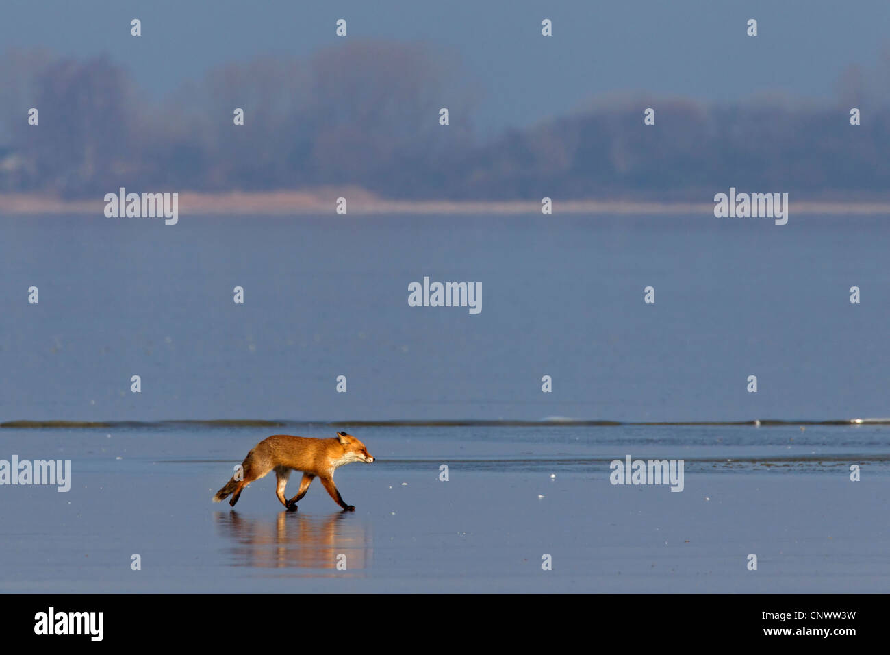 Red Fox (Vulpes vulpes) Passeggiate sul ghiaccio del lago ghiacciato in inverno Foto Stock