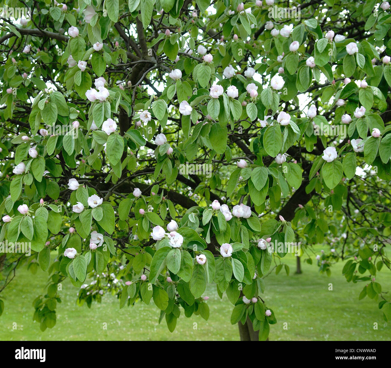 Comune di mela cotogna (Cydonia oblonga), fioritura Foto Stock