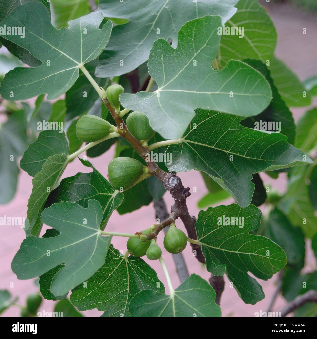 La figura commestibili, comune fig (Ficus carica), la fruttificazione ramoscello Foto Stock
