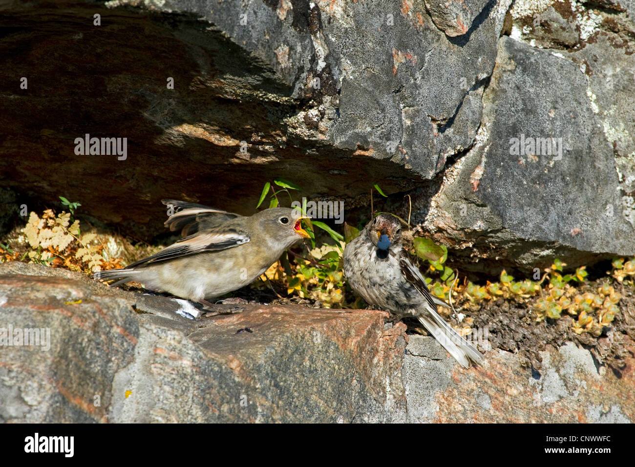 Snow bunting (Plectrophenax nivalis) alimentazione berry al pulcino su rock in estate, la Groenlandia Foto Stock