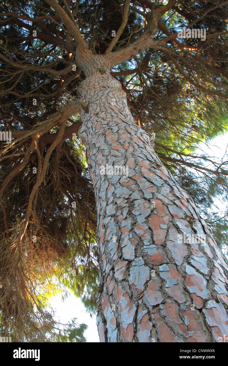 Pino domestico (Pinus pinea), vista dal basso lungo la struttura ad albero log in cima, Turchia Foto Stock