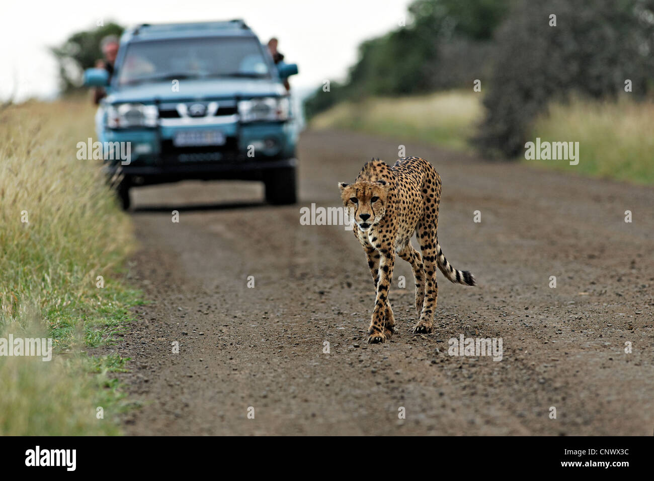 Ghepardo (Acinonyx jubatus ) a piedi nella parte anteriore di una macchina su una strada sterrata, Kruger National Park, Sud Africa Foto Stock