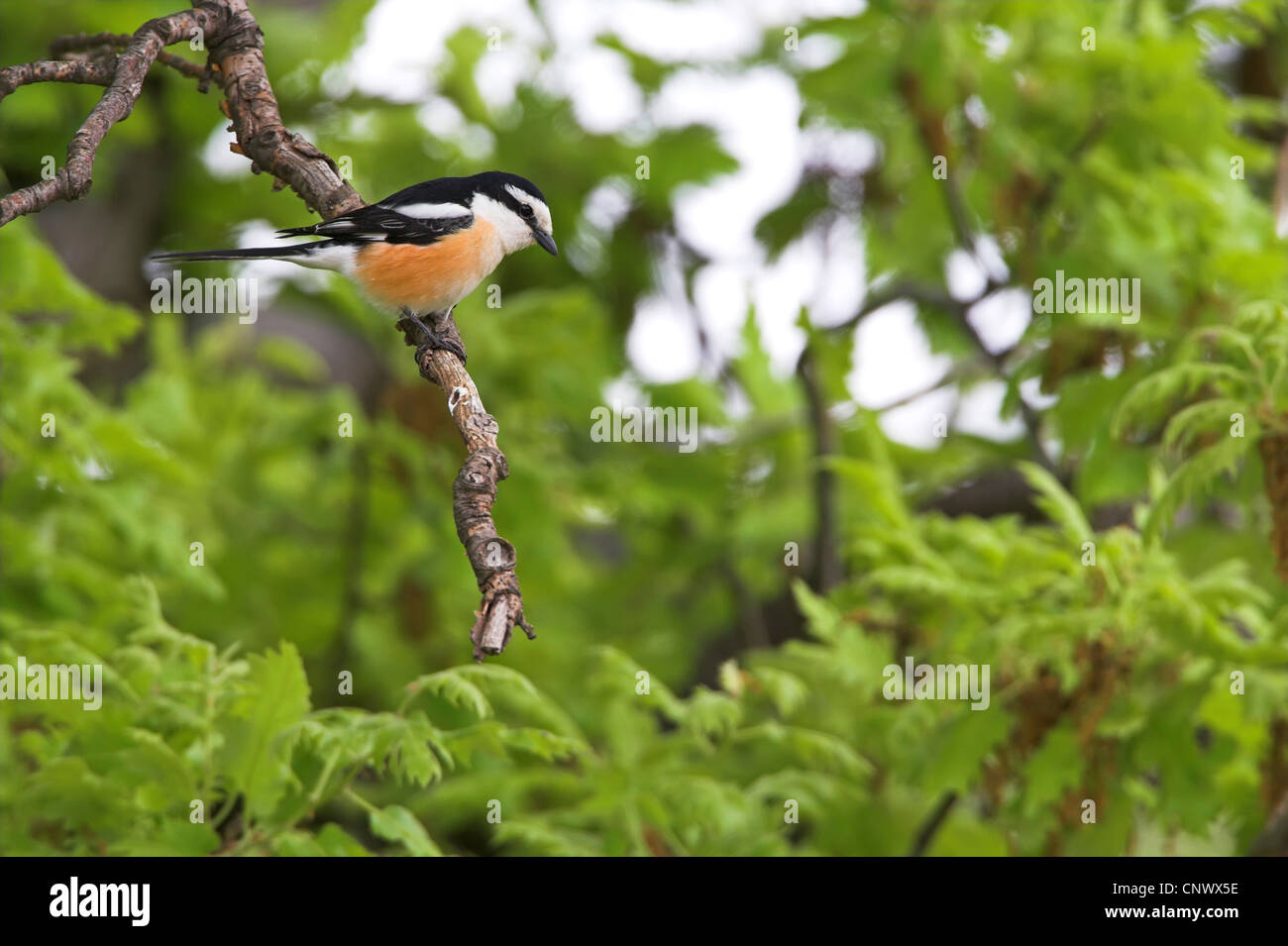 Shrike mascherato (Lanius nubicus), seduto su un ramoscello, Grecia, Lesbo Foto Stock