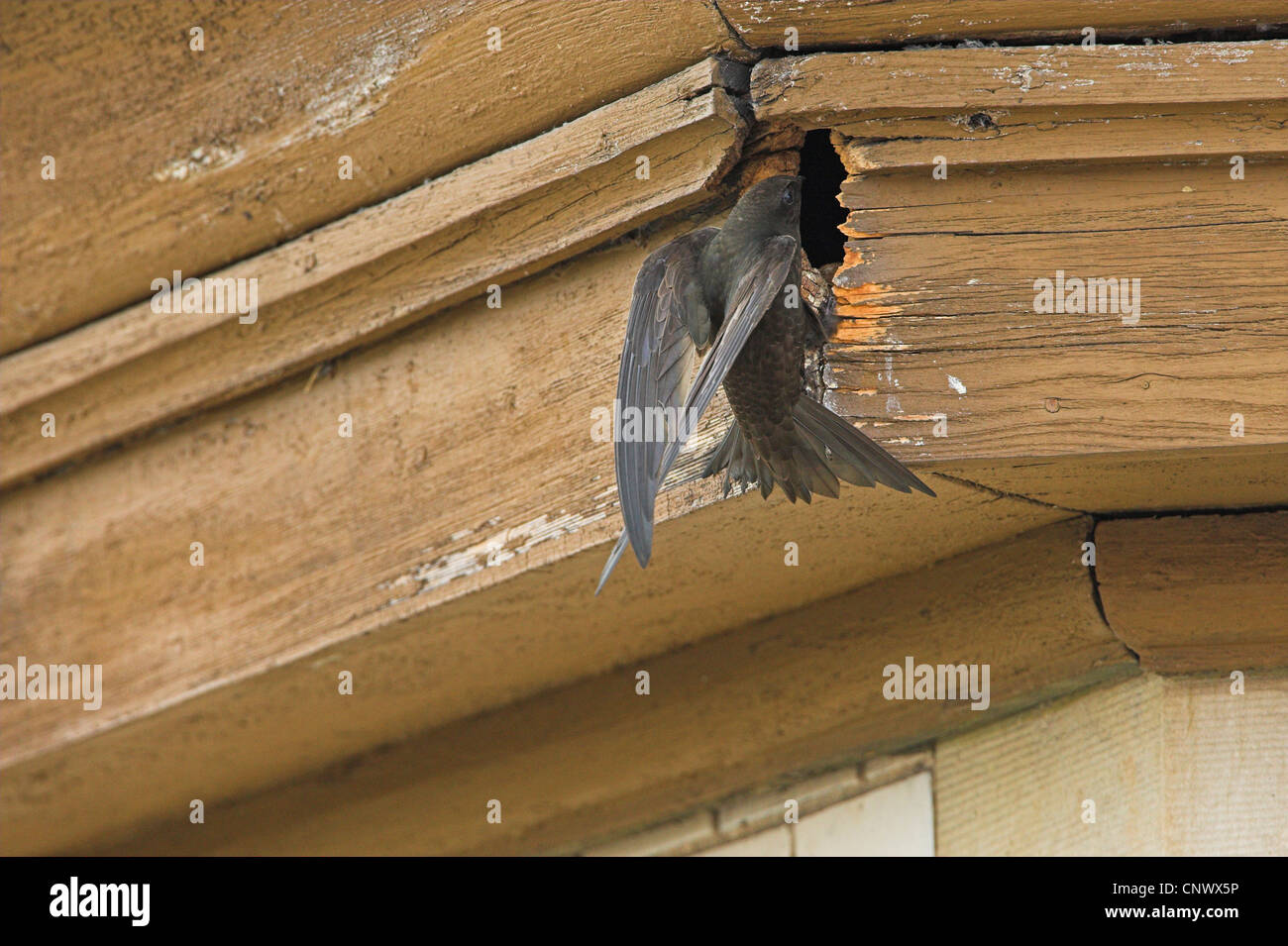 Eurasian swift (Apus apus), lo sbarco in apertura di un allevamento in una caverna nel tetto di legno cantonale, in Germania, in Renania Palatinato Foto Stock