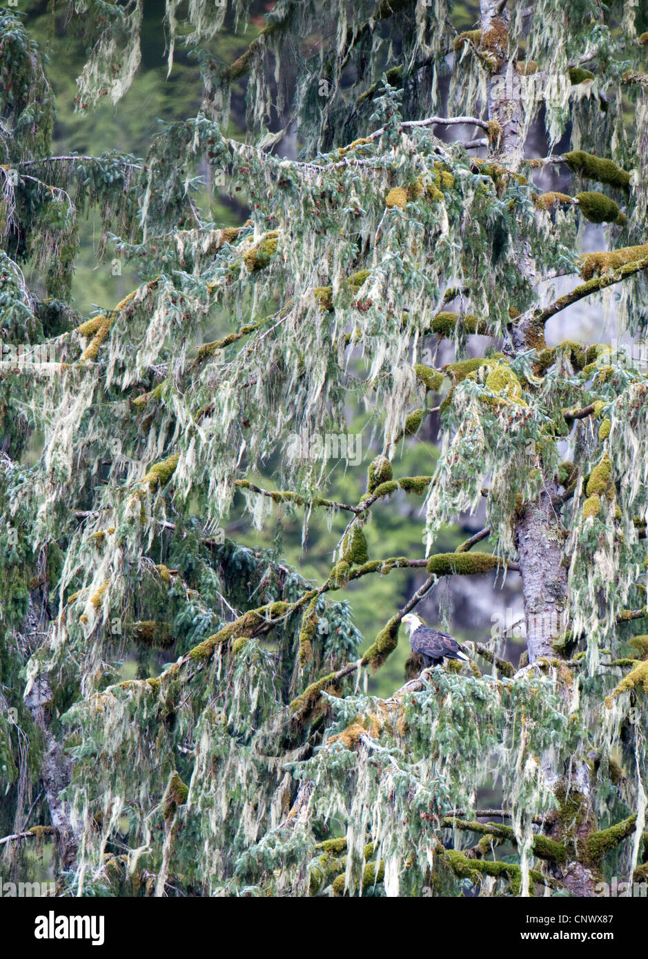 Aquila calva in una struttura ad albero Foto Stock