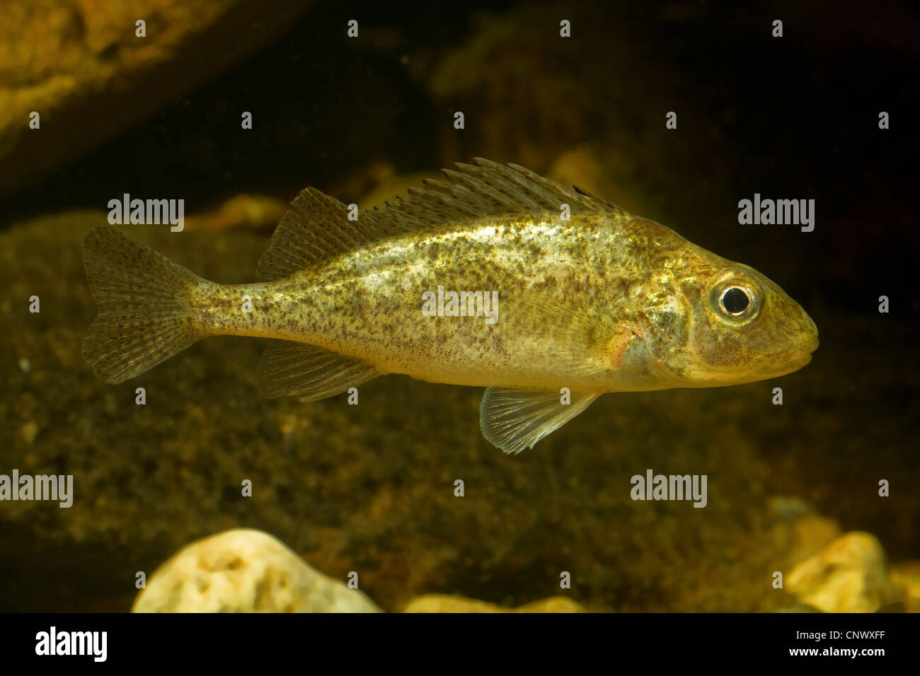 Lago Ammersee ruffe, Lago Ammersee papa (Gymnocephalus ambriaelacus), il singolo individuo di una nuova specie, 2010 trovata nel lago Ammersee, in Germania, in Baviera, Ammersee Foto Stock