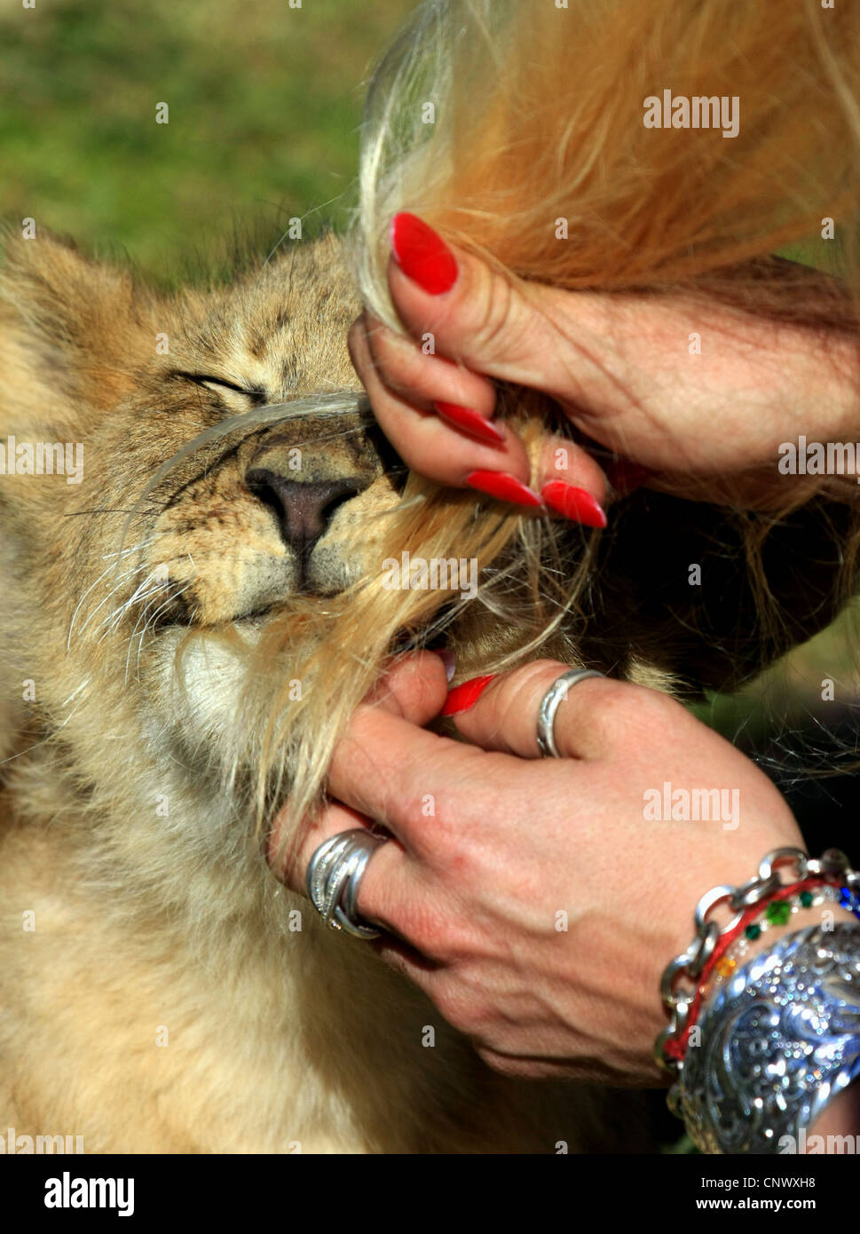 Lion cub interagisce con il lavoratore di volontariato Foto Stock