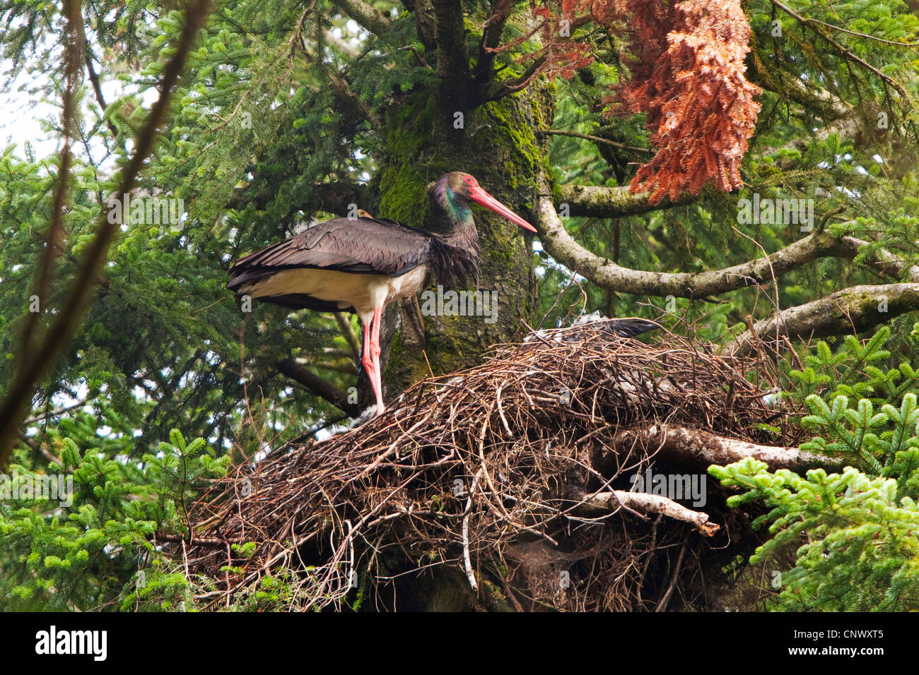 Cicogna Nera (Ciconia nigra), sul suo nido, in Germania, in Baviera Foto Stock