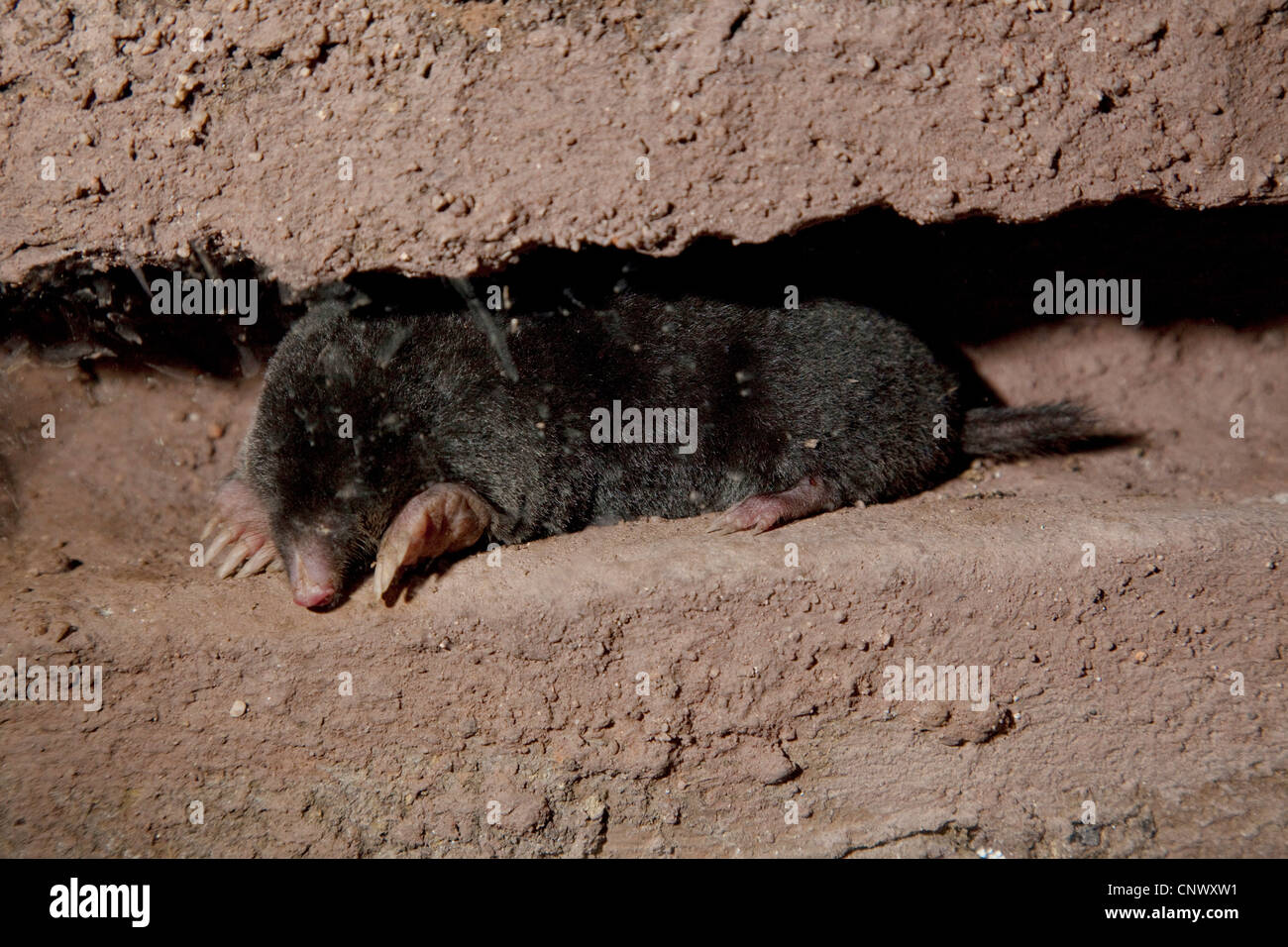 Unione mole (Talpa europaea), in tunnel subterraneous Foto Stock