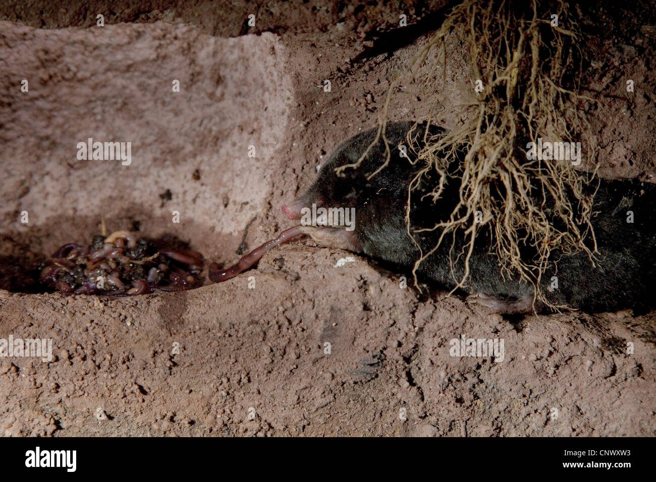 Unione mole (Talpa europaea), alimentazione dal serbatoio di worms in tunnel subterraneous Foto Stock