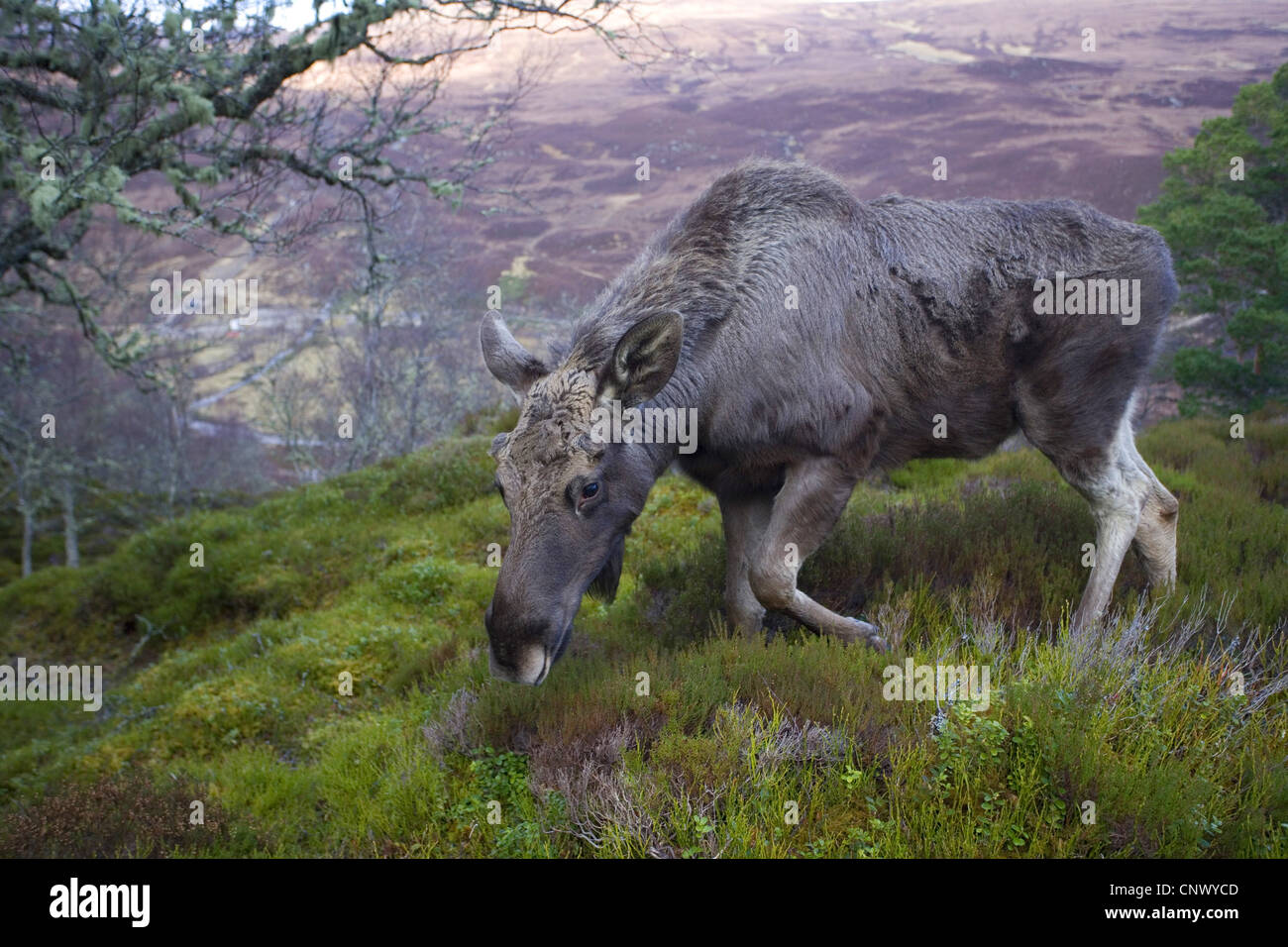 Elk, alci europea (Alces alces alces), navigazione in Forest, Regno Unito, Scozia, Sutherland, Alladale deserto riserva Foto Stock