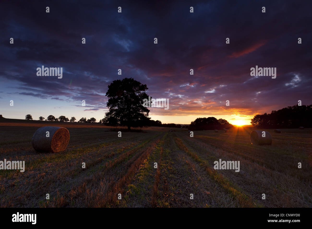Haybales su un campo di stoppie nella luce del mattino, in Germania, in Sassonia, Vogtlaendische Schweiz Foto Stock