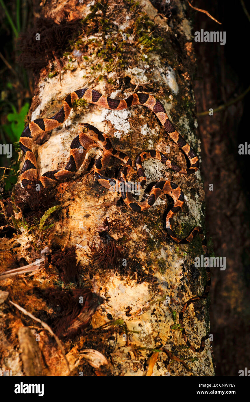 Blunt-testa di serpente ad albero (Imantodes cenchoa), ben mimetizzata su un gambo di albero, Honduras, La Mosquitia, Las Marias Foto Stock