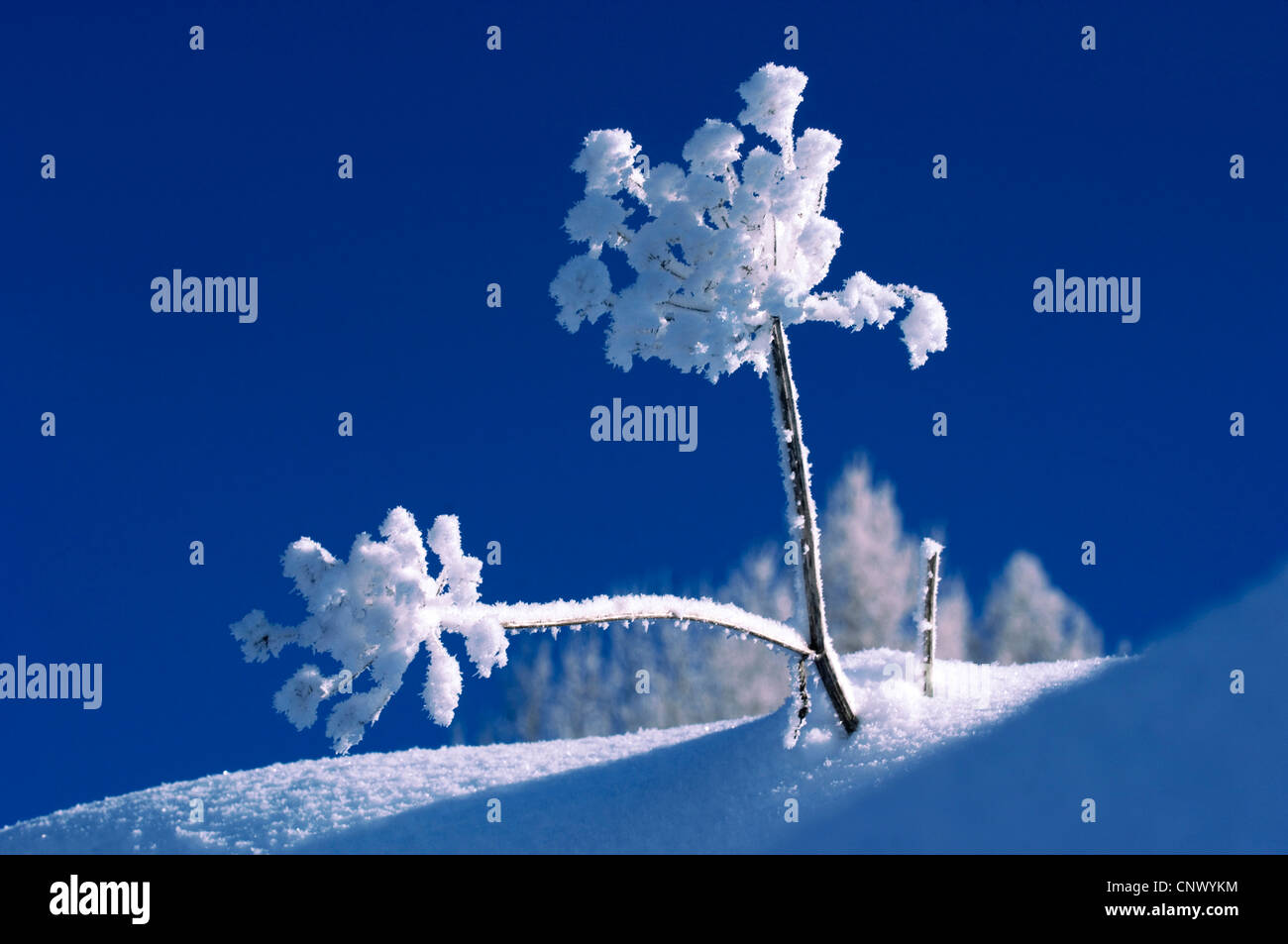 Coperte di neve Fiore secco in un paesaggio invernale, Francia Foto Stock