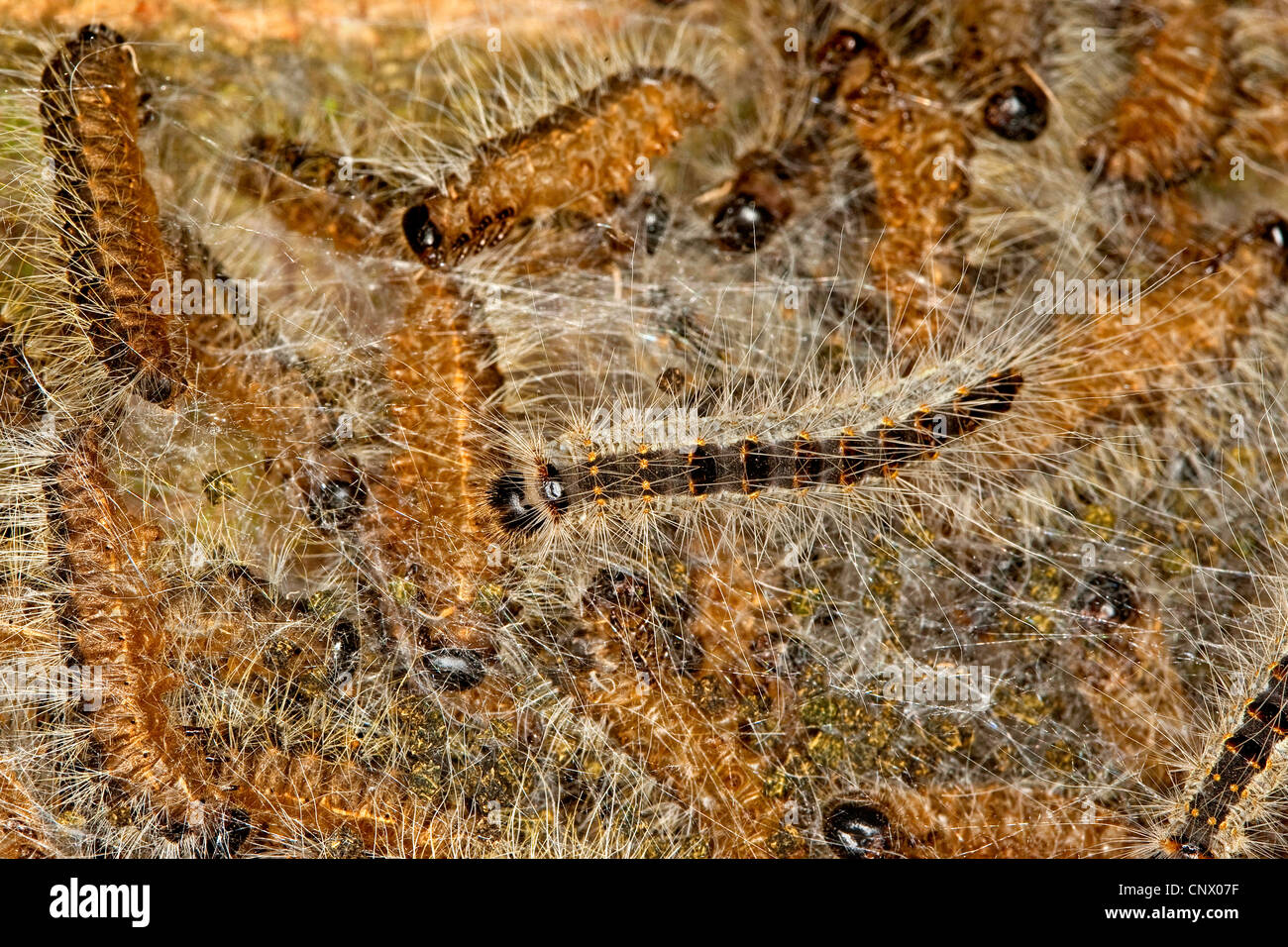 La processionaria della quercia (Thaumetopoea processionea), i bruchi in web a un tronco di quercia, inizio di pupation, Germania Foto Stock