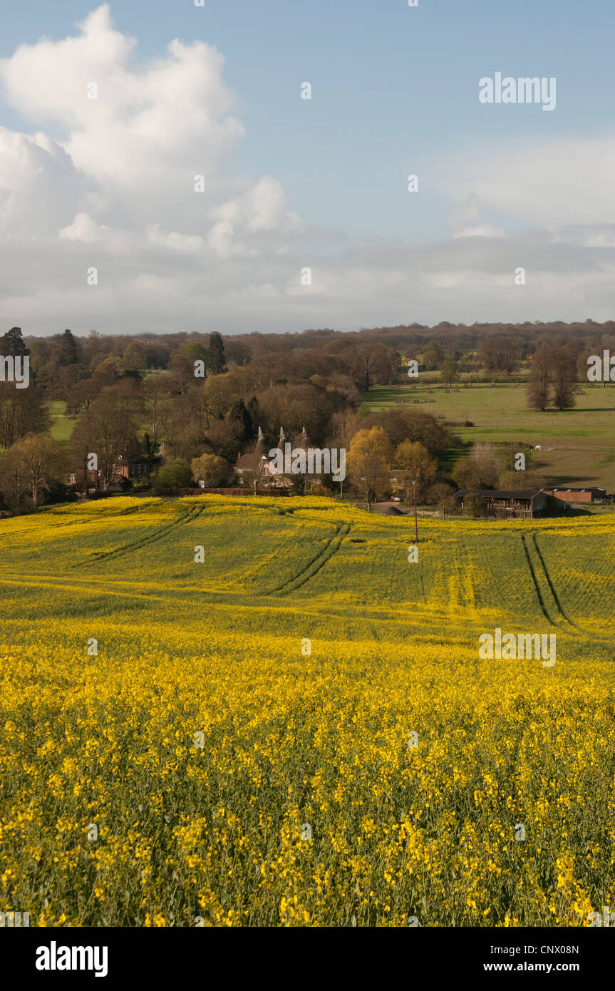 Campo di olio di semi di colza campagna di Kent England Regno Unito Foto Stock