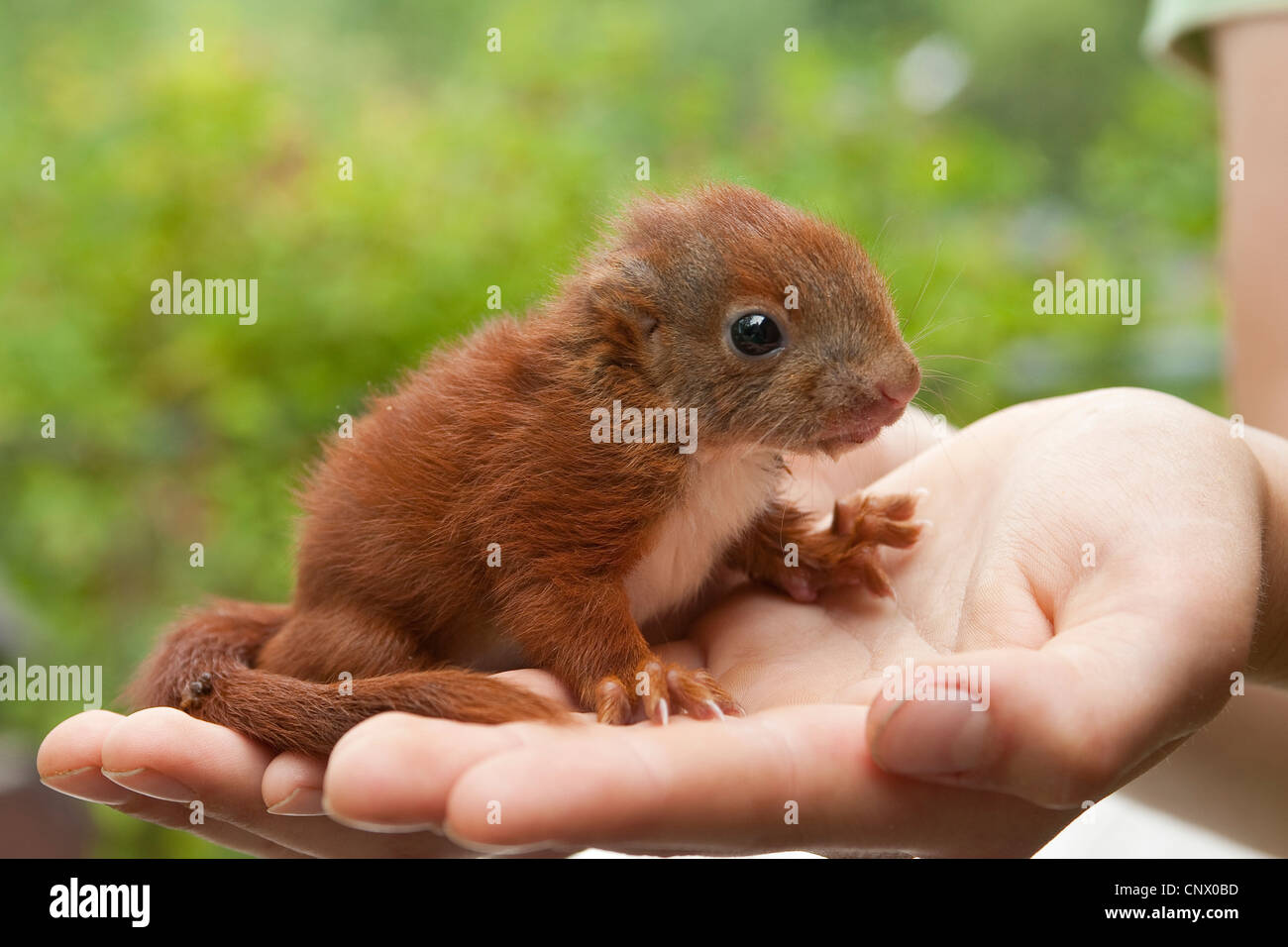 Unione scoiattolo rosso, Eurasian red scoiattolo (Sciurus vulgaris), orfano pup seduti sulle mani, Germania Foto Stock