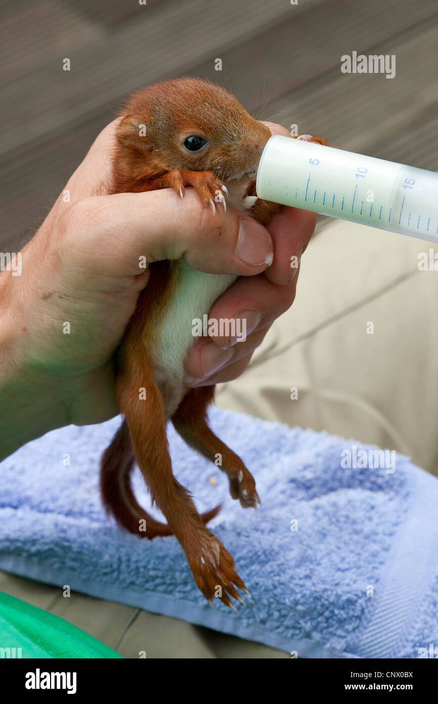 Unione scoiattolo rosso, Eurasian red scoiattolo (Sciurus vulgaris), ophaned pup allevamento a mano con latte proveniente da una iniezione, Germania Foto Stock