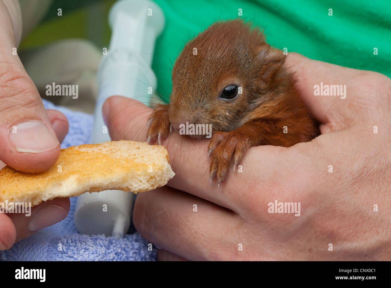 Unione scoiattolo rosso, Eurasian red scoiattolo (Sciurus vulgaris), orfano pup in una alimentazione manuale su un zwieback, Germania Foto Stock