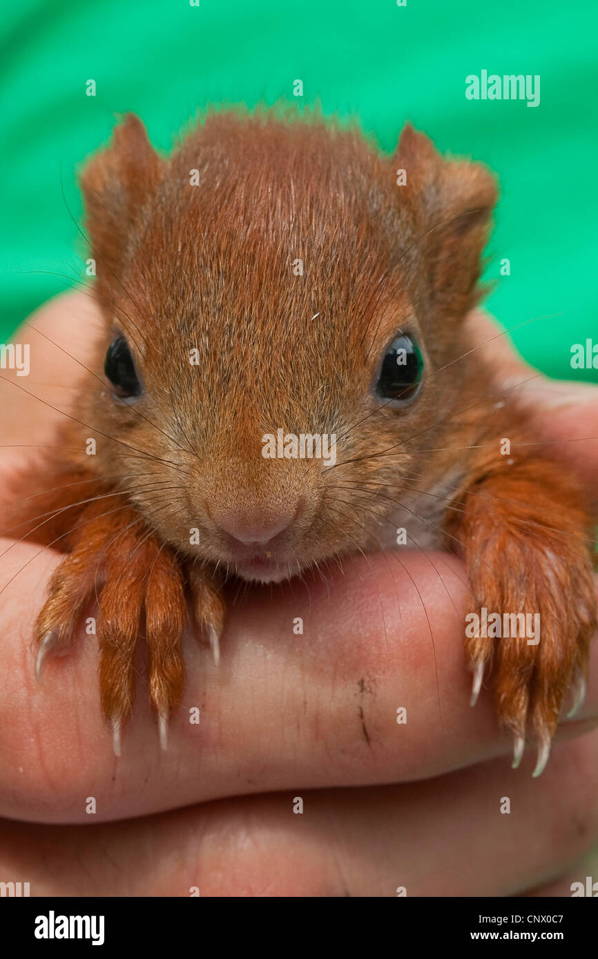 Unione scoiattolo rosso, Eurasian red scoiattolo (Sciurus vulgaris), orfano pup seduti sulle mani, Germania Foto Stock