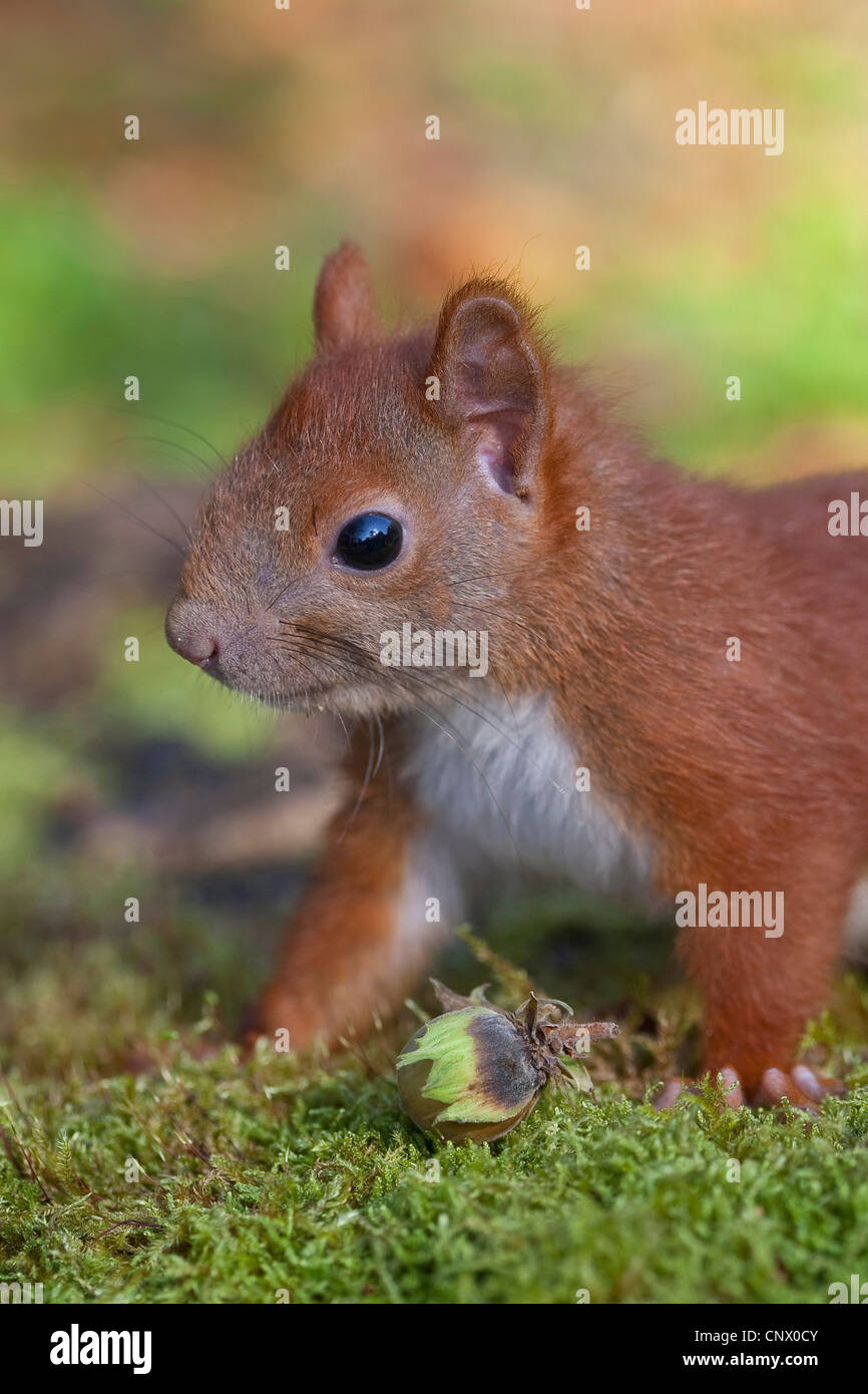 Unione scoiattolo rosso, Eurasian red scoiattolo (Sciurus vulgaris), pup seduti sul muschio con una nocciola, Germania Foto Stock