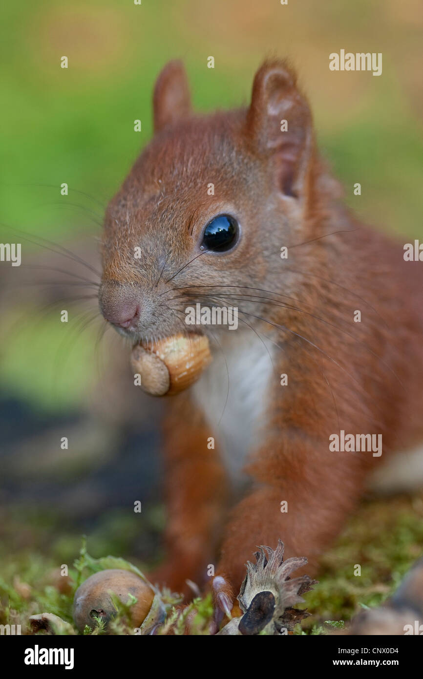Unione scoiattolo rosso, Eurasian red scoiattolo (Sciurus vulgaris), cucciolo alimentazione su una nocciola, Germania Foto Stock