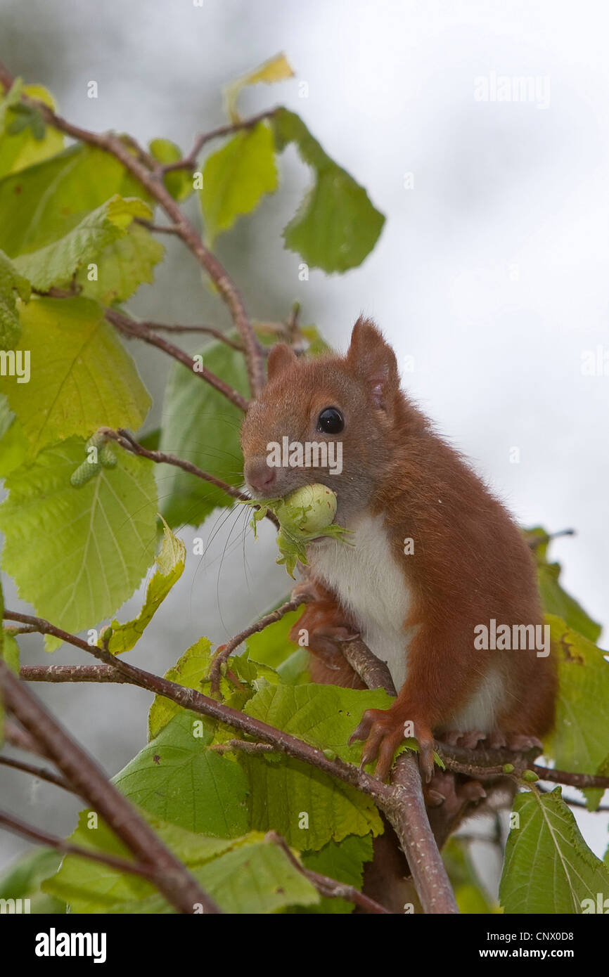 Unione scoiattolo rosso, Eurasian red scoiattolo (Sciurus vulgaris), pup seduto in un arbusto di nocciole alimentazione su una nocciola, Germania Foto Stock