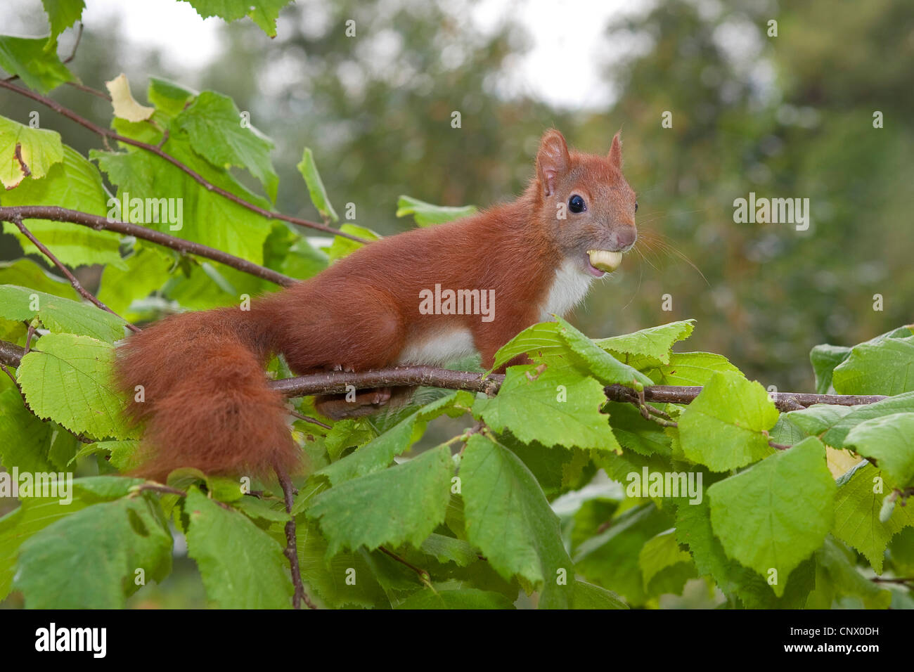 Unione scoiattolo rosso, Eurasian red scoiattolo (Sciurus vulgaris), pup seduto in un arbusto di nocciole alimentazione su una nocciola, Germania Foto Stock