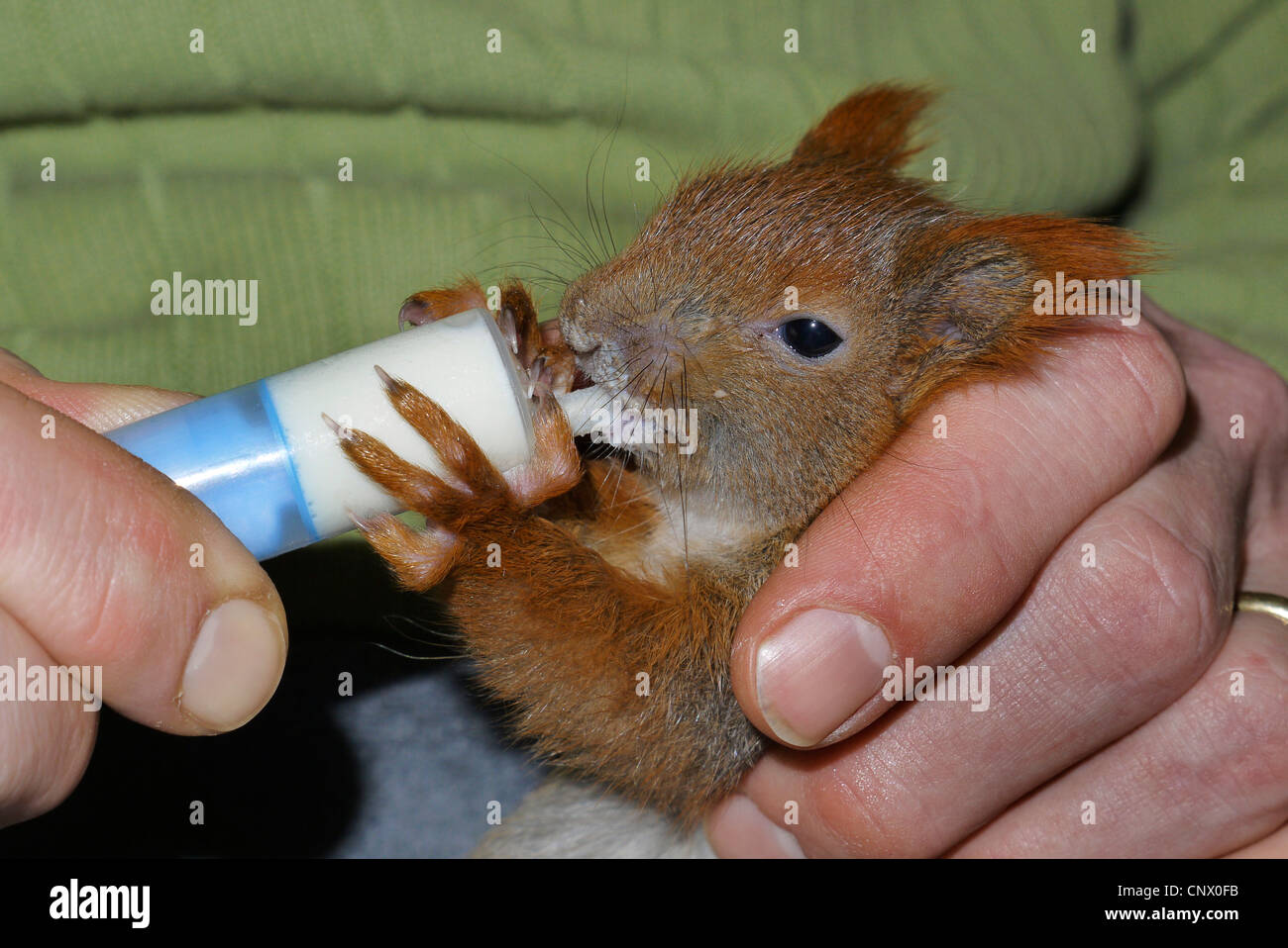 Unione scoiattolo rosso, Eurasian red scoiattolo (Sciurus vulgaris), ophaned pup allevamento a mano con latte proveniente da una iniezione, Germania Foto Stock
