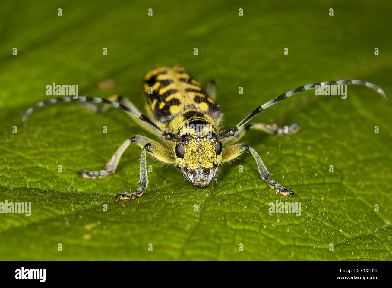 Scalari di Longhorn beetle (Saperda scalaris), seduta su una foglia, Germania Foto Stock