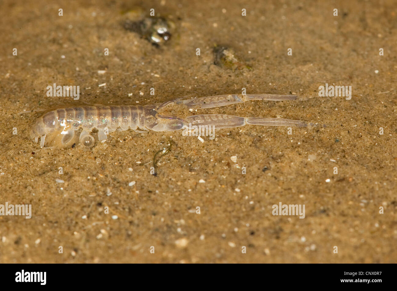 Fango europea scud, dimora di fango (amphipod Corophium volutator), nel mare di Wadden, Germania Foto Stock