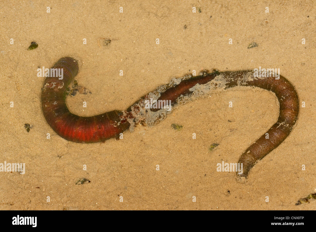 Aletta europea worm, blow orecchia, lugworm (Arenicola marina), nel mare di Wadden, Germania Foto Stock