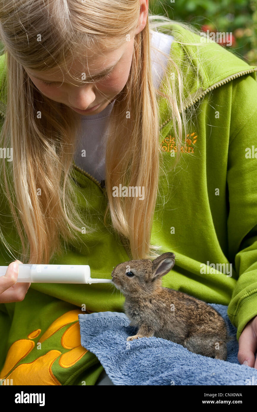 Coniglio europeo (oryctolagus cuniculus), bambino alimentazione di un cucciolo con latte proveniente da una siringa, Germania Foto Stock