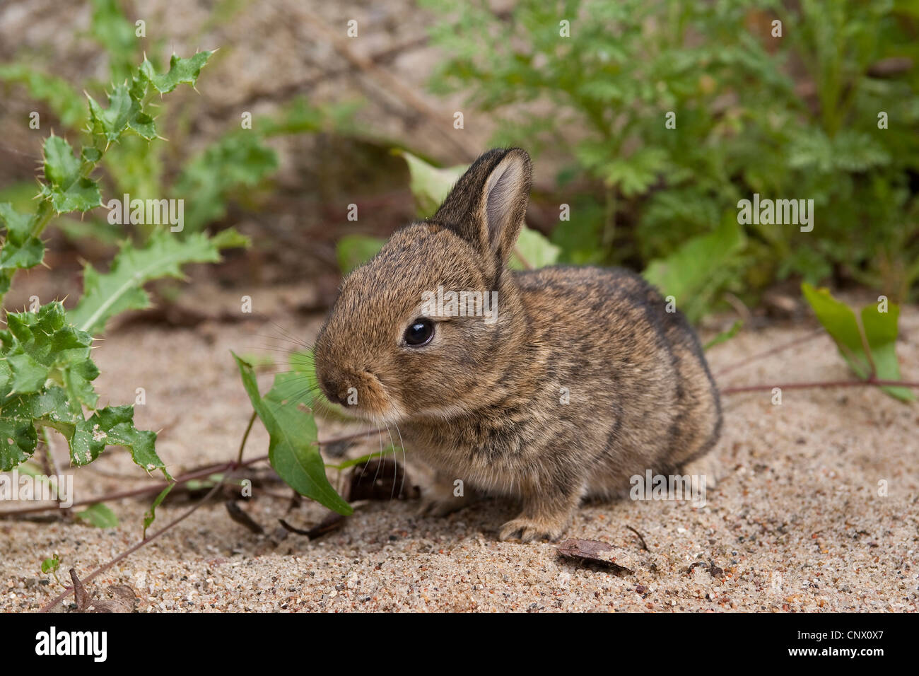 Coniglio europeo (oryctolagus cuniculus), pup seduto sulla sabbia, Germania Foto Stock