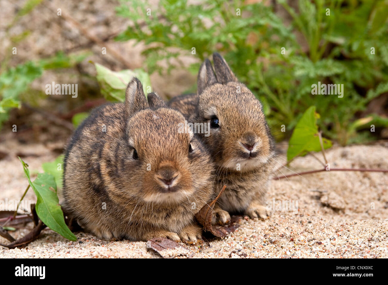 Coniglio europeo (oryctolagus cuniculus), seduti fianco a fianco su sabbia, Germania Foto Stock