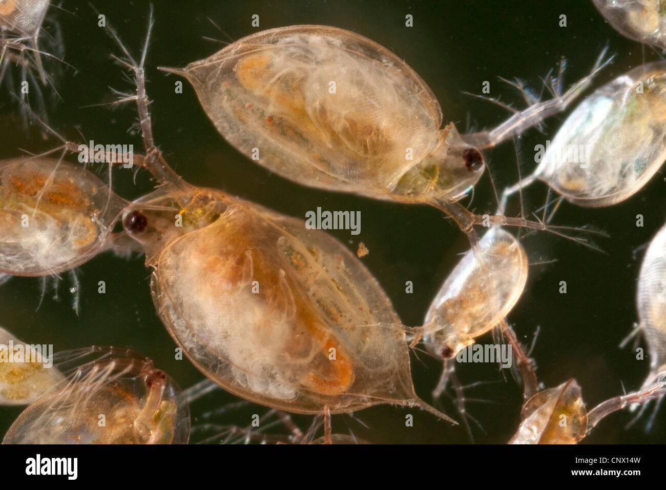 Acqua comune flea (Daphnia pulex), femmina con novellame nella sacca di covata Foto Stock