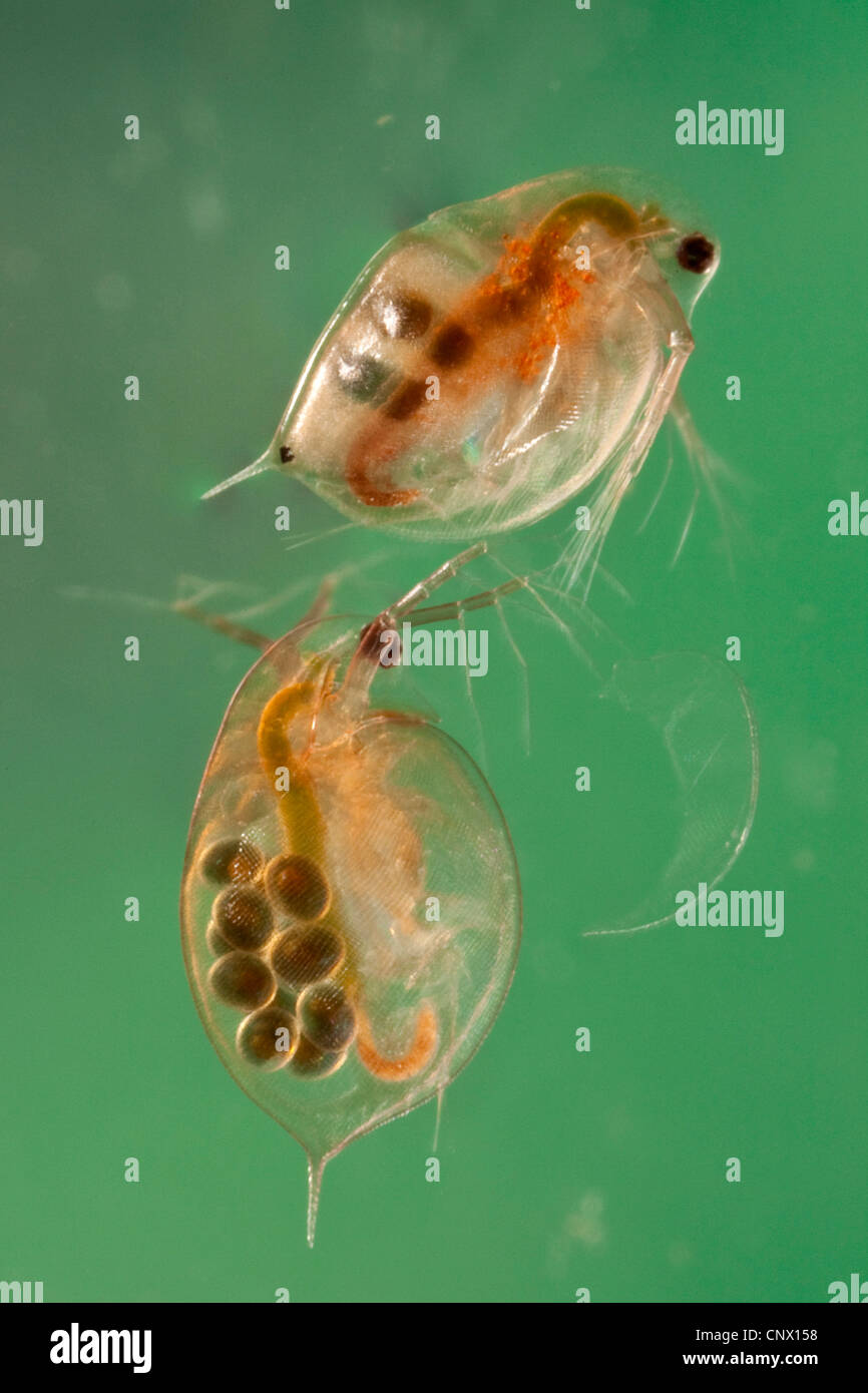 Acqua comune flea (Daphnia pulex), femmine con subitan uova e uova di appoggio nella loro custodia di covata Foto Stock