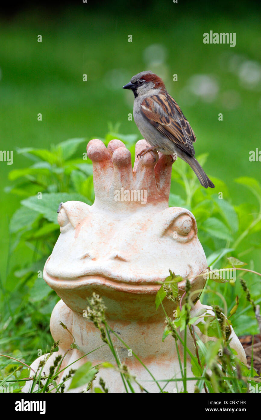 Casa passero (Passer domesticus), seduta sul giardino di terracotta con la figura che mostra il re di rana, Germania Foto Stock