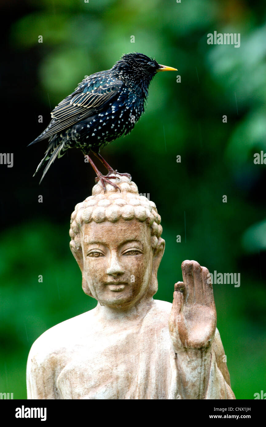 Starling comune (Sturnus vulgaris), seduto sulla testa di una terracotta statua di Buddha nel giardino , Germania Foto Stock