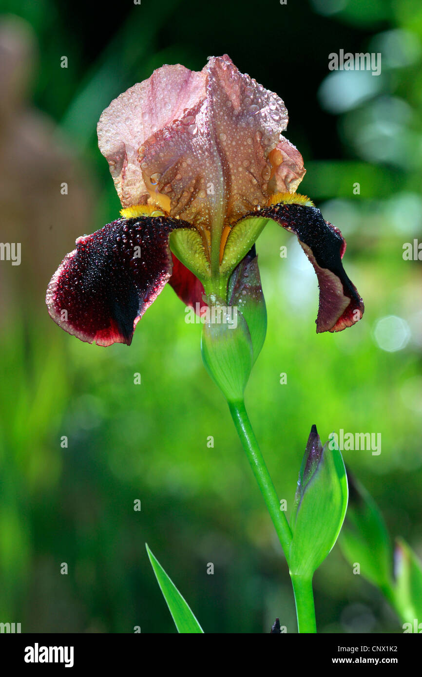 Giardino iris, Tedesco, iris iris barbuto, Fleur de Lis, bandiera (Iris germanica), fiore con gocce d'acqua Foto Stock