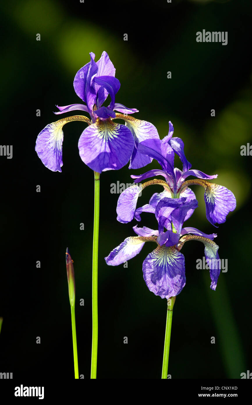 Siberian iris (Iris sibirica), che fiorisce in controluce, Germania Foto Stock