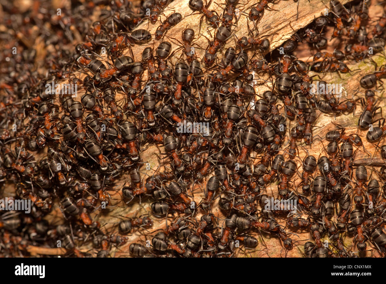 Legno formica (Formica rufa), prendere il sole, in Germania, in Baviera Foto Stock