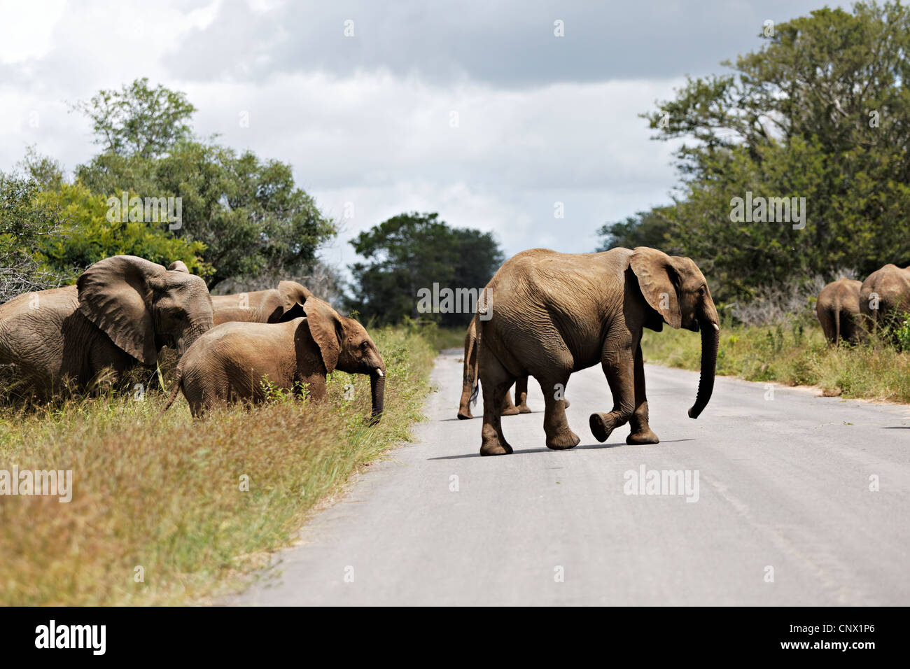 Gli elefanti africani attraversare una strada ( Loxodonta africana ), il Parco Nazionale Kruger, Sud Africa Foto Stock