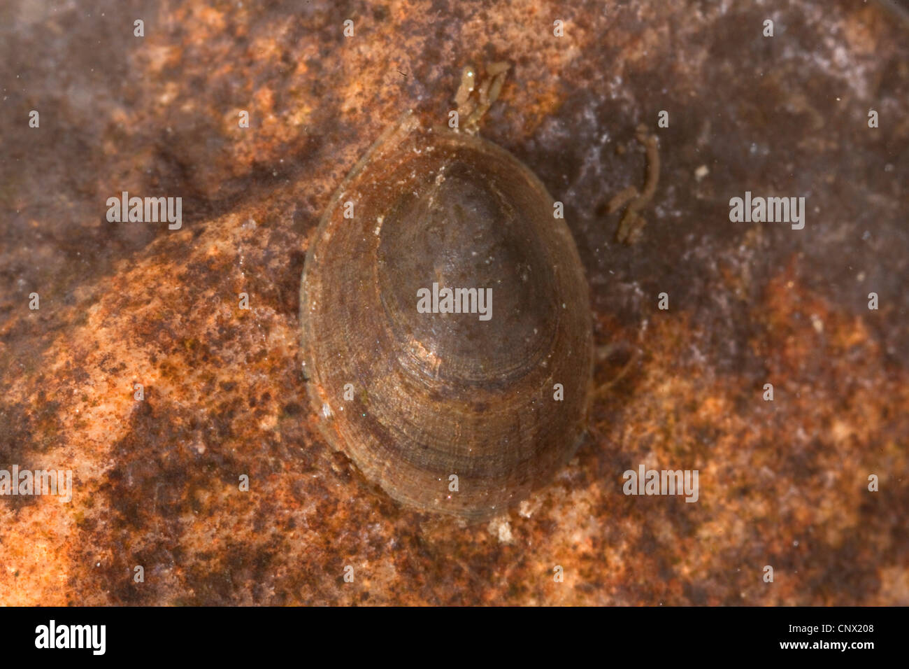 Fiume limpet (Acroloxidae), seduto su un fiume shingle, in Germania, in Baviera, Isental Foto Stock