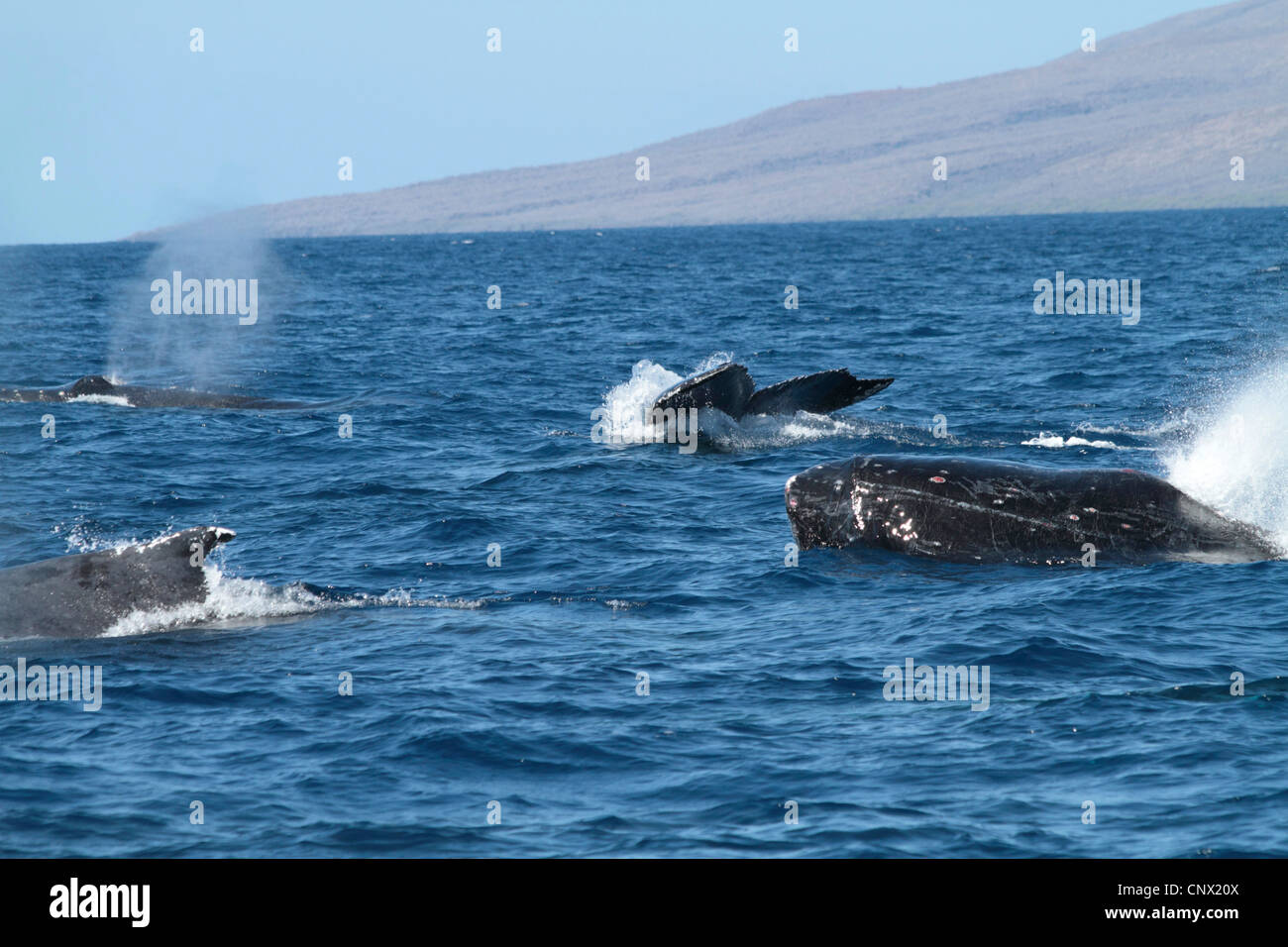 Humpback Whale (Megaptera novaeangliae), emergente e sommergendo individui, STATI UNITI D'AMERICA, Hawaii Maui Foto Stock