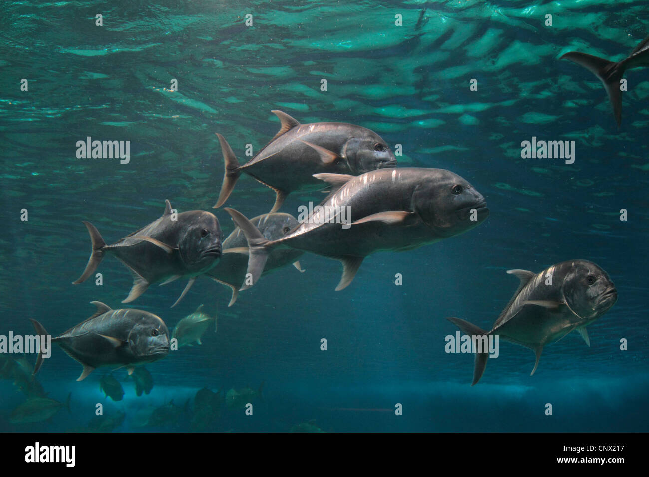 Black Jack, kingfish nero (cfr. Caranx lugubris), secca Foto Stock