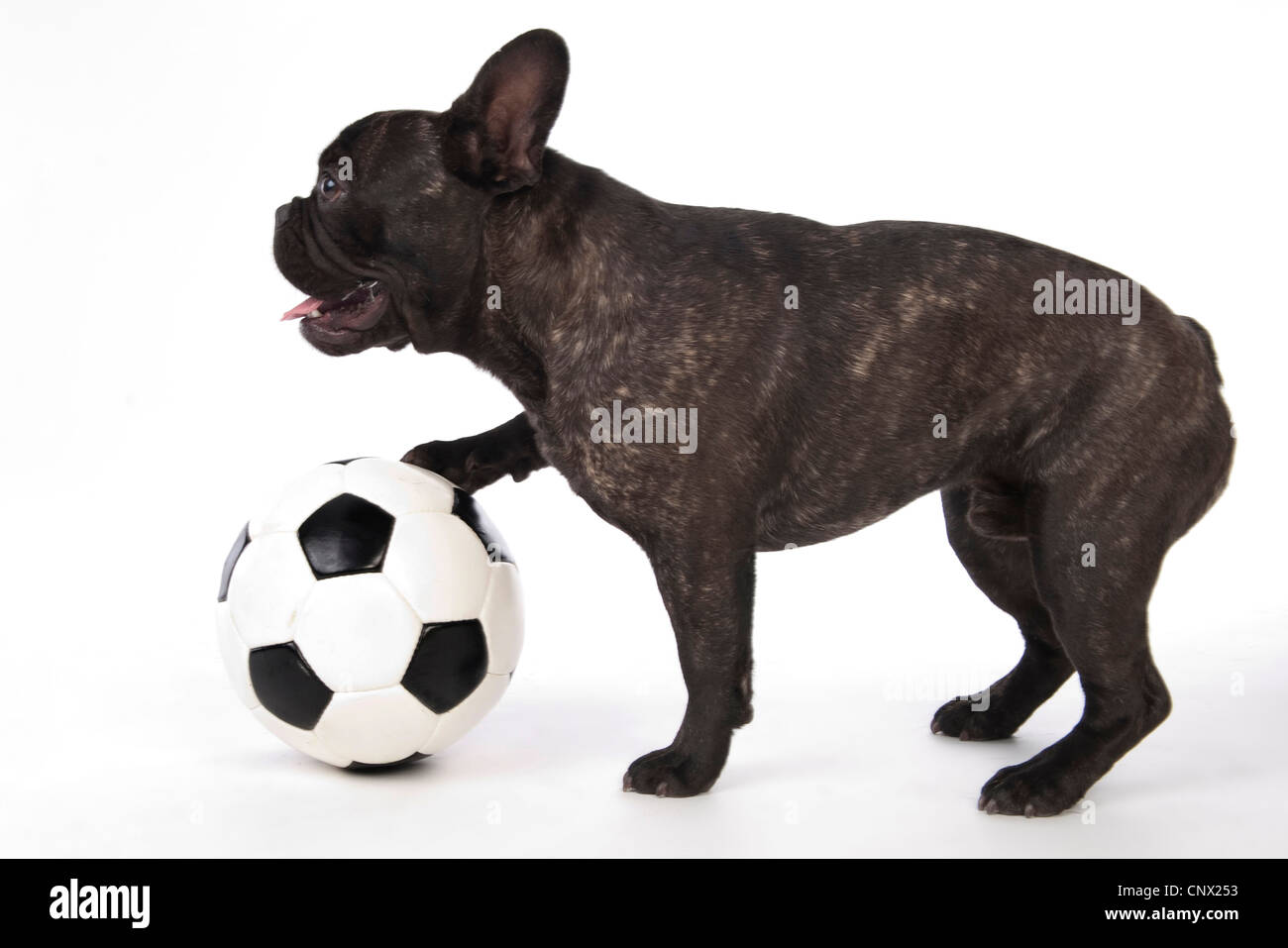 Bulldog francese (Canis lupus f. familiaris), con il calcio Foto Stock
